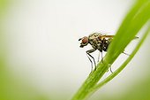Anthomyiidae fly on stem - Alsace France 