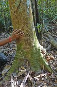 Jaguar claw marks on a tree trunk - Amazonia Brazil