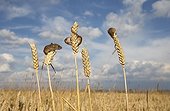 Harvest Mouses on wheat in summer - GB