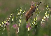 Harvest Mouse on wild oats in summer - GB