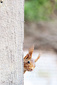 Eurasian red squirrel behind a wall