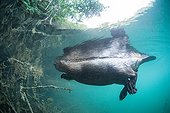 European beaver underwater - Backwater Rhone France