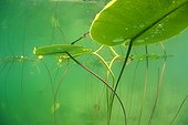 Yellow water lily in a lake - France