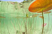 White water lily in a lake - France