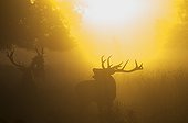 Red Deer stag during rut on a misty dawn - Richmond Park UK
