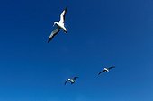 Cape gannets looking for sardines in South Africa