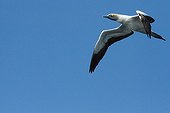 Cape gannet looking for sardines in South Africa