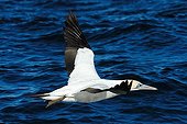 Cape gannet looking for sardines in South Africa