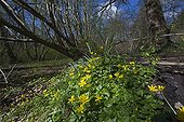 Lesser Celandine flowers - Thursford Wood  Norfolk UK
