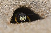 Bee Wolf hiding in the hole af the nest - Denmark
