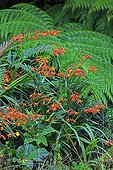 Crocosmia and Lophosoria fern leaf in Chilean Patagonia