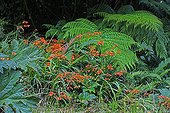 Crocosmia and Lophosoria fern leaf in Chilean Patagonia