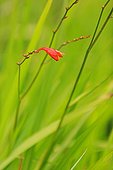 Crocosmia in bloom - Chilean Patagonia