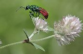 Ruby-tailled Wasp on Clover flowers - Northern Vosges France