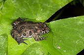 Fire-bellied Toad on water lily leaf