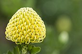 Pincushion Wild flower ; Protea, Nodding pincushion, Leucospermum cordifolium 'Yellow Bird', close up showing intricate pattern.