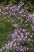 Aster 'Pink Star' in bloom in a garden