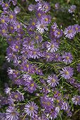 Aster 'Pink Star' in bloom in a garden