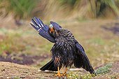 Striated caracara grooming on ground - Falkland Islands 