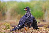 Striated caracara grooming on ground - Falkland Islands 
