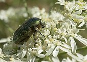 Rose Chafer on Giant Hogweed flower - France