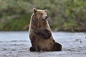 Grizzly sitting in a river - Katmai Alaska USA ; tab on chest 