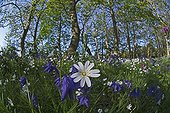 Bluebells and greater stitchworts in England