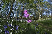 Red campions and bluebells in England