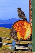 Striated Caracara on rusty drum - Falkland Islands