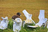 Striated Caracara on whale vertebrae - Falkland Islands