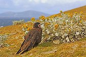 Striated Caracara and Sea cabbage flowers - Falkland Islands