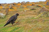 Striated Caracara walking on ground - Falkland Islands