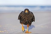 Striated Caracara walking on a beach - Falkland Islands
