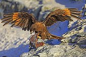 Striated Caracara in flight with algae - Falkland Islands