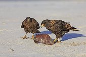 Striated Caracara with dryed algae - Falkland Islands