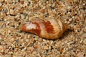 Conch on sand - New Caledonia 