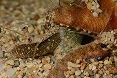 Portrait of Conch on sand - New Caledonia 