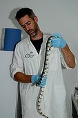 Banded Sea Krait venom collecting in laboratory  - Belgium