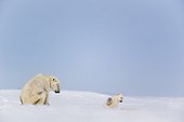 Polar Bear and cub in snow - Hudson bay Canada ; recently out of the den