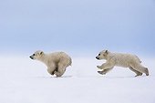 Polar Bear cubs in the middle of a chase - Hudson Bay Canada