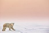 Polar Bear in tundra - Hudson Bay Canada