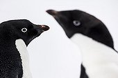 Portrait of Adelie penguins - Antarctica