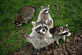 Raccoon ; Raccoons / (Procyon lotor)