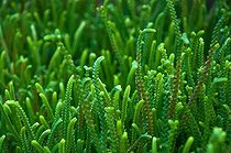 Crassula muscosa - Jardin botanique du Montet France
