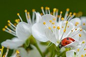 Ladybug on flower Mirabellier - Lorraine France