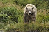Grizzly on riverbank - Katmai Alaska USA 
