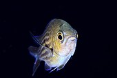 Damselfish on black background - Balear Mediterrean Sea
