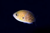 Damselfish on black background - Balear Mediterrean Sea