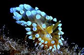 Sea Slug in the reef - Mediterranean