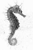 Seahorse on white background inspiration Gyotaku ; It is inspired by the Gyotaku, a traditional Japanese method of fish printing, dating from the mid-1800s it was used by fishermen to record their catches, but has also become an art form in itself. I tried to apply it in photography. I think it's a great relationship between underwater photography, sea, art and history of the fishermen.